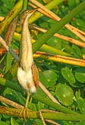LeastBittern_0117X 