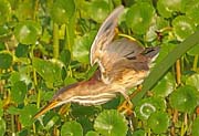 LeastBittern_0121X