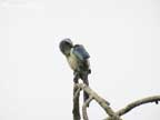 Florida Scrub-Jay by Maureen Parent