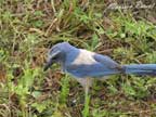Florida Scrub-Jay by Maureen Parent