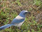 Florida Scrub-Jay by Maureen Parent