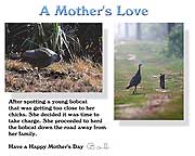 A protective mother turkey and a young bobcat.