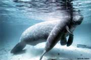 Manatee mother and calf#2.
