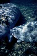 Manatee calf nursing on the bottom.