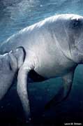 Manatee calf nursing - closeup.