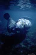 Manatee mother and calf #1.