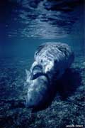 Manatee playing with calf.
