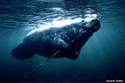 Manatee playing with anchor rope?