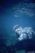 Manatee swimming with calf.