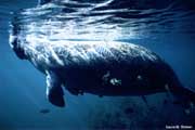 Manatee swimming with the fish.