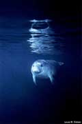Manatee swimming just under the surface.