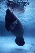 Manatee with surface reflection.