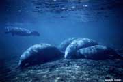 Five Manatees.