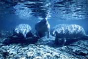 Four Manatees.