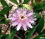 Passion Flower