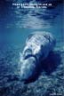 Cute Manatees