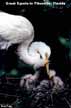 Great Egrets