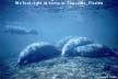Group of Manatees.