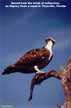 Osprey dining.