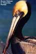 Brown Pelican