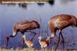 Sandhill Crane family.